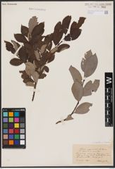 Foto von Salix aurita L. x Salix caprea L.